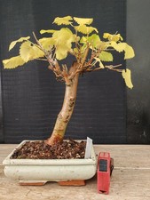 bonsai di gelso h 36 cm visita
