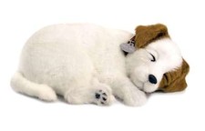 Jack Russell - Il cucciolo che