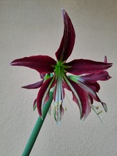Hippeastrum ESS X Cybister 10