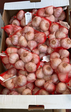 bulbi di aglio rosso da semina