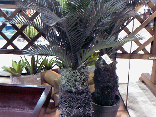 Cycas palm 1330 73 - cycas,