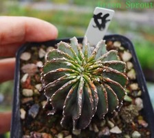 Raro cactus succulento - , vivente