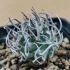 Turbinicarpus Schmiedich. Ssp