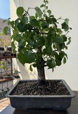 Pre Bonsai Prunus Mahaleb 