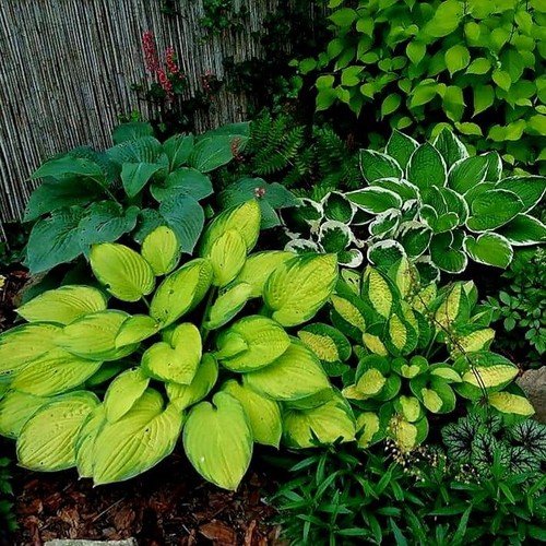 Hosta funkie tanti tipi - funkie,