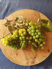 Vitis labrusca cv. "niagara" -