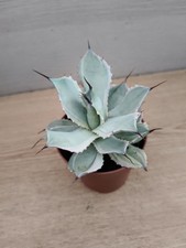 9816 AGAVE Potatorum variegata