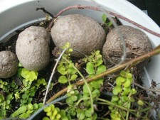 Dioscorea bulbifera, Air