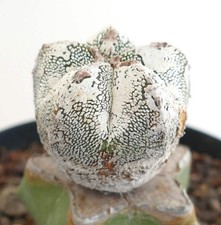Astrophytum cv HAKUUN x ONZUKA bianco molto (innesto) RR93 - berretto vescovile | stella c