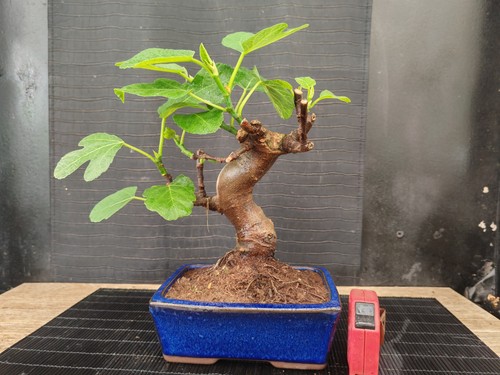 Bonsai fico 32 cm - fico,