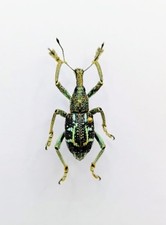 Entomology Taxidermy :  Rhinoscapa Insignis 23mm+/-. A1