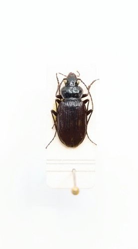 Entomology taxidermy - entomology,