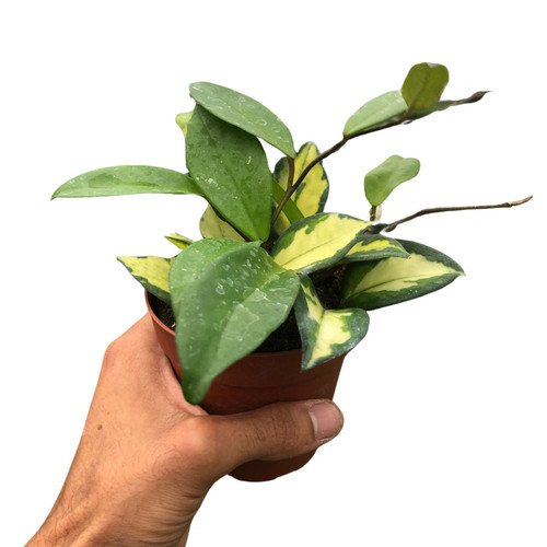 Hoya carnosa krimson - hoya, 'krimson