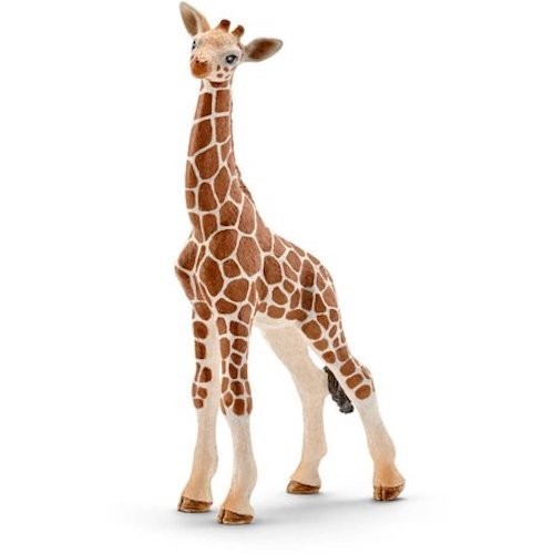 Giraffa cucciolo animali - giraffa,