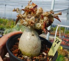 Raro Cactus Live Euphorbia