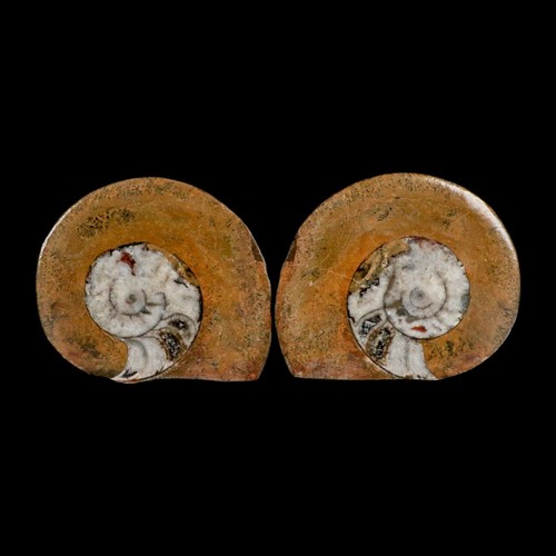 Ammonite fossile goniatite - di,