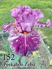 1 Rizoma Iris Germanica