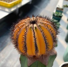 Uebelmannia pectinifera