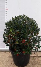 PIANTA DI AGRIFOGLIO MUTCHAGARA NELLY STEVENS VASO CLT 35 PALLA  (foto reali)