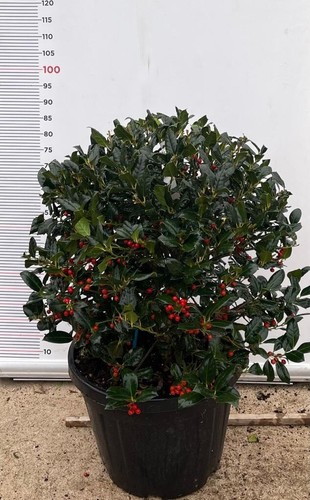 Pianta agrifoglio - pianta,