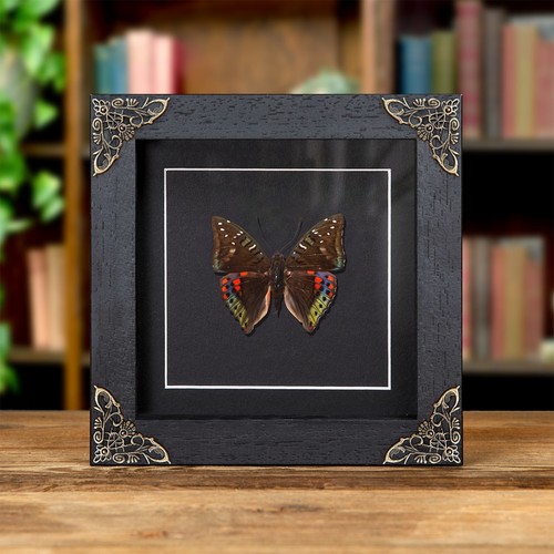 Green baron butterfly - green,