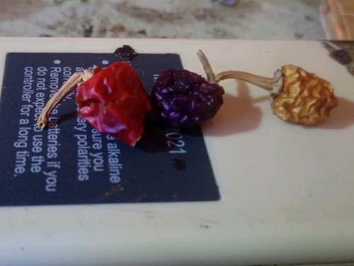 Semi bullet viola - semi,