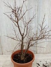 Bonsai prebonsai Melograqno