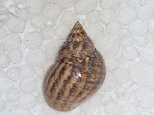 Littoraria angulifera big - littoraria,