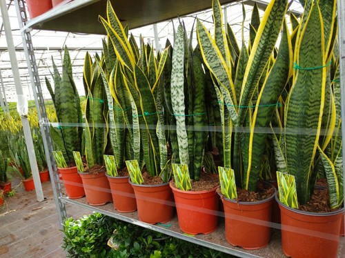 Sansevieria succulente - sansevieria,