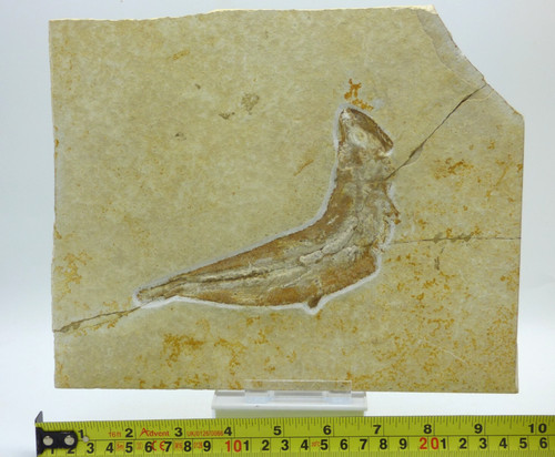 Jurassic tithonian fossil fish - tithonian,