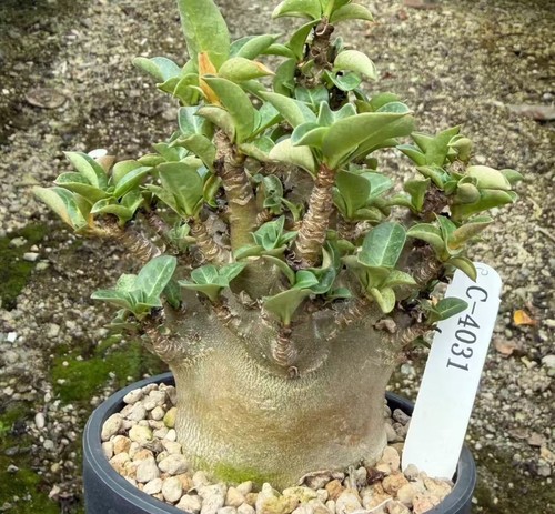 Vendita adenium obesum wysiwyg - vendita,
