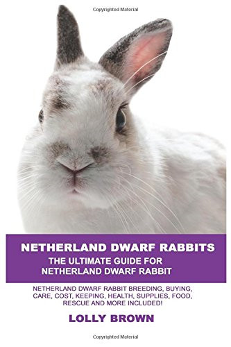 Netherland dwarf rabbits - netherland,