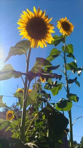 Semi girasole gigante - semi,