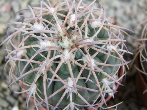 3x54s gymnocalycium - 3x54s,