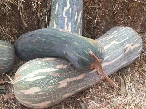 Zucca seёds - 40, lunga