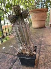 copiapoa Marginata