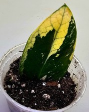 Zamioculcas Zamiifolia Aurea
