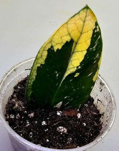 Zamioculcas zamiifolia aurea - zamioculcas,