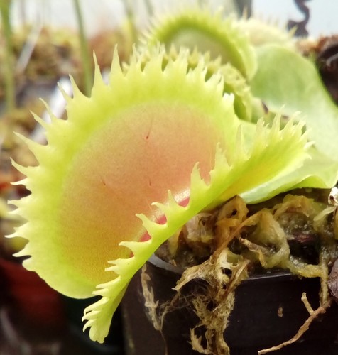 Plantes carnivores dionaea - carnivores, uk