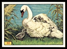 Panini Birds 1978 - Mute Swan