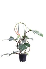 Pianta filodendro - pianta,