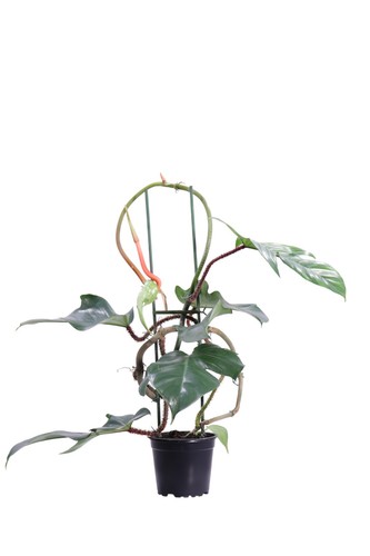 Pianta filodendro - pianta, di