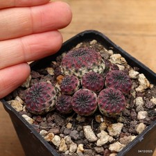 Sulcorebutia rauschii