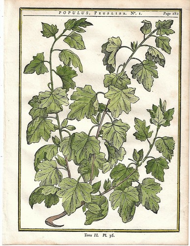 Stampa antica erbario pioppo - stampa,
