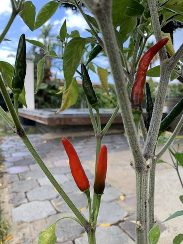 Semi peperoncino acrata - peperoncino,