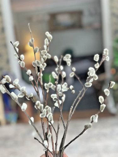 Fiori primaverili salice - , vero