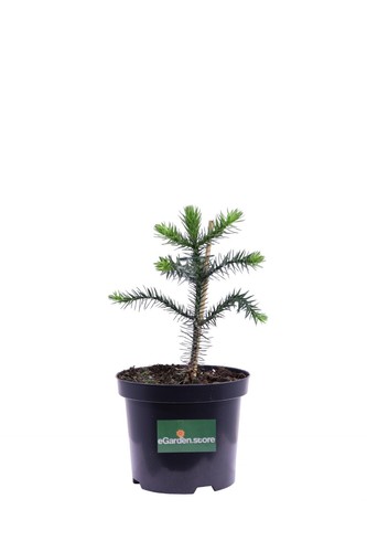 Pianta araucaria araucana - di,