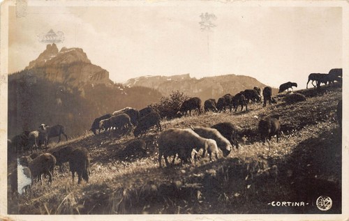 111a cortina pascolo - 21-111a),