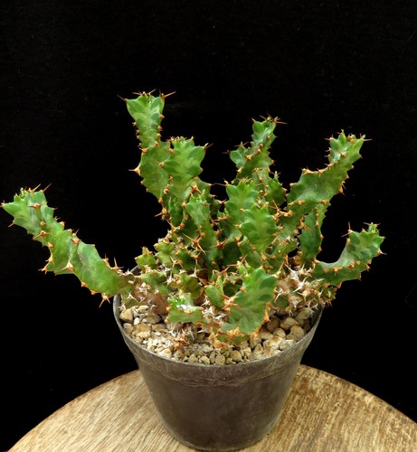 Euphorbia groenewaldii caudex - euphorbia,