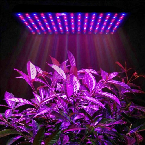 Luce led coltivazione - luce,